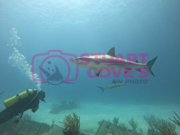 SharksL_1.6.3