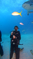sharks_1.3.8