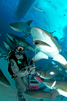 Shark Adventure PM