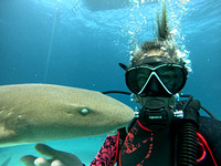 sharksL_1.1.3