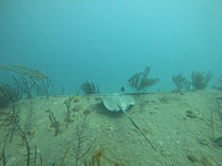 SharksL_1.6.13