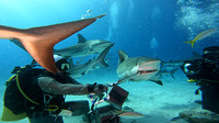 sharks_1.8.1