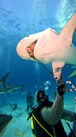 sharks_1.6.5