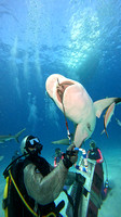 sharks_1.6.3
