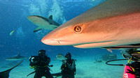 sharks_1.8.8