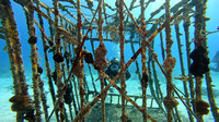 sharks_1.6.1