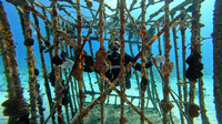 sharks_1.4.2