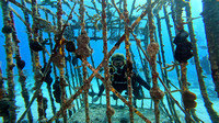 sharks_1.9.4