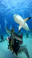 sharks_1.9.2