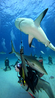 sharks_1.9.3