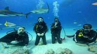 sharks_1.12.3