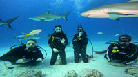 sharks_1.12.4