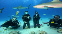 sharks_1.12.5