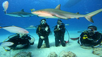sharks_1.12.8