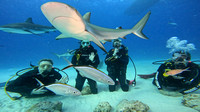 sharks_1.12.11