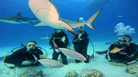 sharks_1.12.12