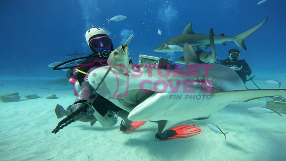 Sharks_1.17.1