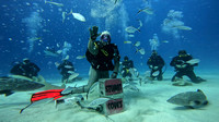 Sharks_1.16.1