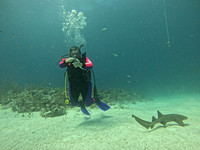 sharksL_1.2.4