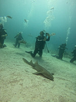SharksVH_1.2.1
