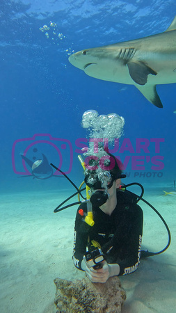 sharks_1.12.4