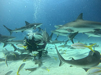 SharksL_1.2.1