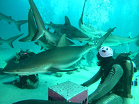 SharksL_1.5.2