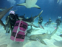 SharksL_1.1.2