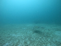 sharksL_1.3.11