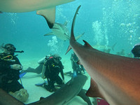 SharksL_1.5.4