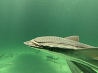 SharksGFL_1.1.10