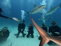 Sharks11L_1.1.9