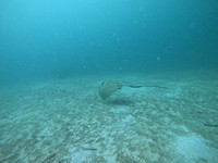 sharksL_1.3.10