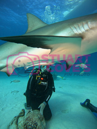 sharkl_1.15.3