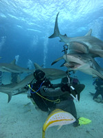 Sharks V_1.2.2