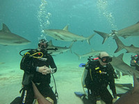 SharksL_1.5.11