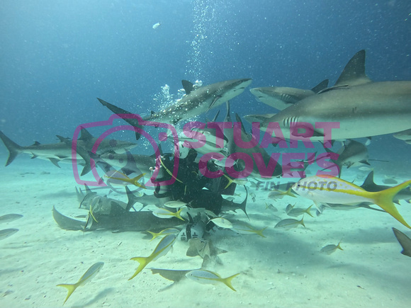 SharksL_1.2.2