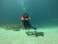 sharksL_1.2.2