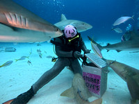 SharksLand_1.6.1