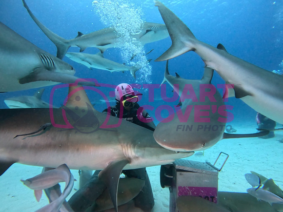 SharksLand_1.6.9
