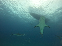 SharksL_1.1.2