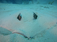 SharksLand_1.3.4