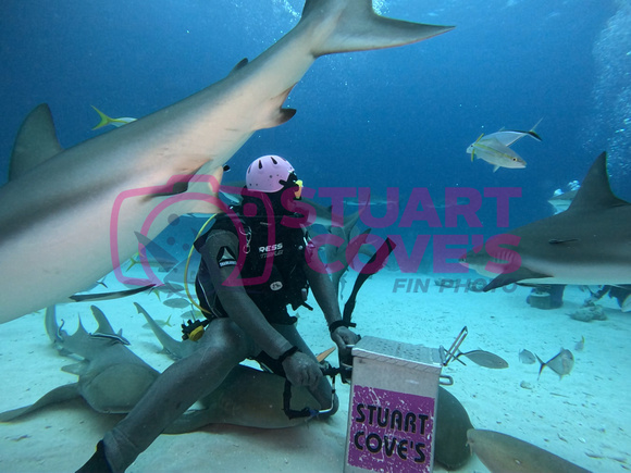 SharksLand_1.6.6