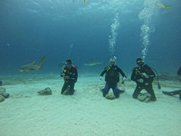 SharksL_1.3.1