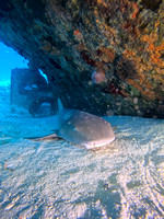 SharksV_1.2.2