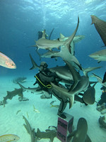 sharksL2_1.29.12