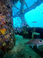 sharks_1.1.1