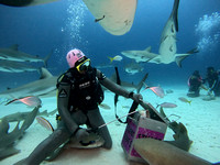 SharksLand_1.6.7