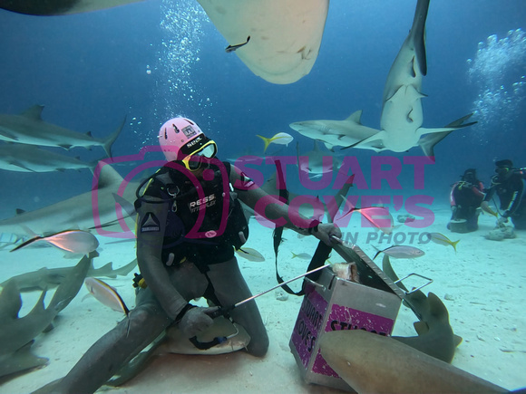 SharksLand_1.6.7