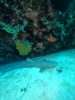 SharksV_1.5.5